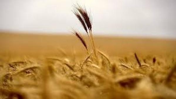 حبوب البصرة: إنتاجنا ضاهى الحنطة الأسترالية بالجودة هذا العام